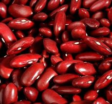 100 Seed Bean Kidney Shape Red Dark Great Bush Good Yields Heirloom Easy... - £15.84 GBP