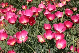 50 Cascade Pocket Poppy Mix Flower Seed Perennial Papaver  - £14.40 GBP