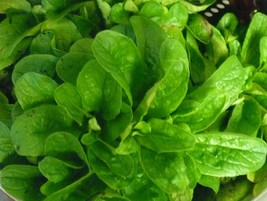 Corn Salad Mache Lambs Lettuce Seeds Variety Fresh Seeds Fast Shipping - $13.18