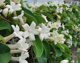 GIB Stephanotis floribunda | Madagascar Jasmine | Bridal Wreath | 10 Seeds - £25.94 GBP