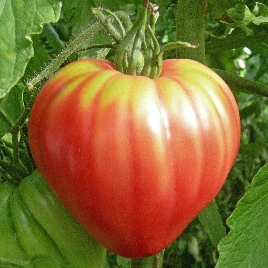 SKMO Pink Oxheart Tomato Non Gmo Vegetable Heirloom 30 Seeds Indoor Gard... - $167.21 MXN