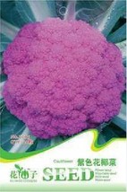 Heirloom Purple Sicily Cauliflower Organic Vegetable Seeds Original Pack 20 Seed - £4.81 GBP