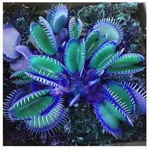  Flytrap - 100 Potted Blue ivorous Dionaea Muscipula Flytrap Seeds - $7.00