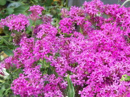 FA Store Catchfly Blooms In 6 Weeks Pink Flower 2000 Seeds   - £5.57 GBP