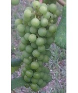 MARQUIS Seedless White Table Grape Vine 3 Gallon Live Plant FREE RECIPE ... - $53.30