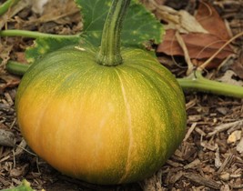 15 Seeds - Organic Seminole Pumpkin Squash  - £8.73 GBP