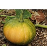 15 Seeds - Organic Seminole Pumpkin Squash  - €9,50 EUR