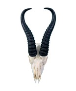 Real Springbok Skull - Antelope Skull with metal bracket Antelope Craniu... - €50,37 EUR