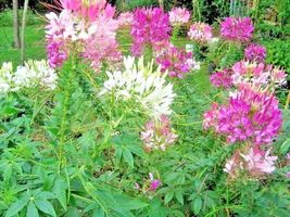 500 Seeds Spider Plant(Cleome)Mix Flower Grandfather Whiskers Long Blooming - £13.07 GBP