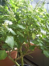 Pogostemon Heyneanus Indian Patchouli Herb Fresh Seeds - £14.87 GBP