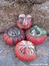 10 Seeds American Turks Turban Squash Gourd Cucurbita Maxima Vine  - $9.68