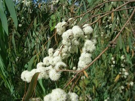 Peppermint Eucalyptus - Eucalyptus radiata - 20 seeds (W 027) - £2.38 GBP