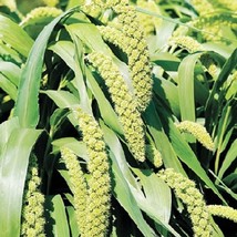 50 Limelight Spray Millet Light Lime Green Flower Setaria Italica Grass ... - $14.90