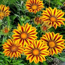 Fresh Seeds Gazania Ground Cover Flower Seeds Big Kiss Yellow Flame 25 Seeds - $13.06