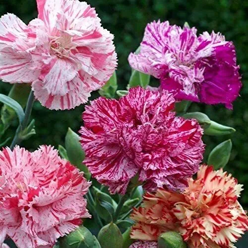 Double Picotee Mix Carnation Seeds Non-Gmo 50+ Seeds - £8.77 GBP