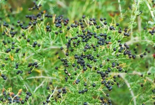 AW 30 Seeds Black Goji Berry Lycium Ruthenicum Non Gmo Organic Herb Easy... - €8,73 EUR