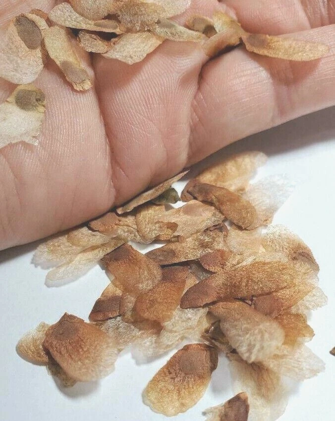 Dioscorea elephantipes Seeds~succulent seeds elephant&#39;s foot caudiciformis - $23.35