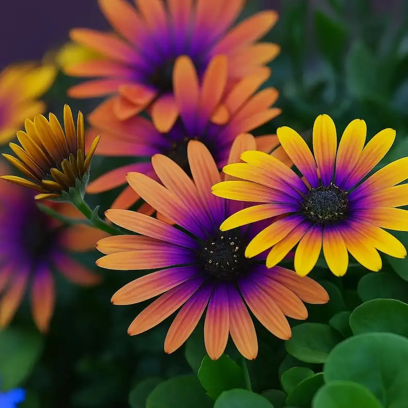 200 Cape Daisy Seeds – Purple &amp; Yellow Mix, Pollinator Friendly - €11,11 EUR