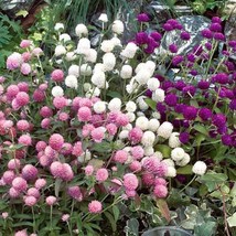 FA Store Gomphrena Las Vegas Mix Seeds 25 Seeds Per Packet - £7.84 GBP