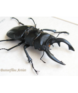 Huge Stag Beetle Odontolabis Alces XL Real Framed Entomology Shadowbox - $1,815.88 MXN
