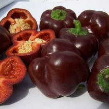 Mini Chocolate Sweet Bell Pepper Gardening Vegetable Seeds Bell USA Fast Shippin - £13.83 GBP