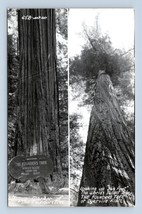 RPPC Founders Tree Dyerville Flats Redwoods Redcrest CA UNP Postcard N11 - £5.45 GBP