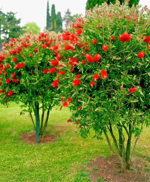 100+ Crimson Bottle Brush Red Flowering Tree Seeds (Callistemon Citrinus... - £7.00 GBP