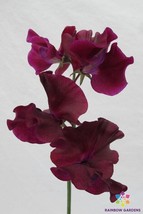 50 Magnificent Maroon Sweet Pea Seeds Non-GMO, Heirloom, Fast Shipping - $8.96