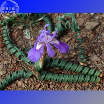 5 Seeds Moraea Pritzeliana Indigenous Endemic Succulent With Blue Flowers Beauti - $33.90