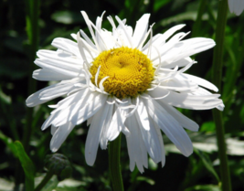 10 Pc Seeds Double Shasta Daisy Plant, Leucanthemum superbum Daisy Seeds... - £14.87 GBP