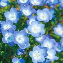 Baby Blue Eyes Nemophila Menziesii Sky Light Blue Flower Japanese Seed Garden US - $9.90