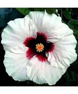 Hot 20 of WHITE HIBISCUS SEEDS (Crimson Eye) | Perennial Flower - £6.13 GBP