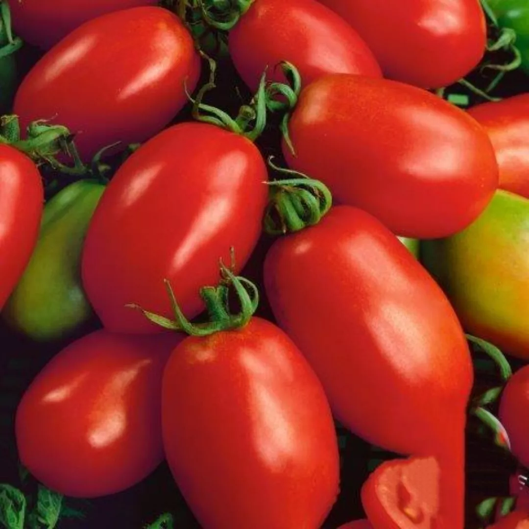 50+ Seeds Napoli Tomato Seeds | NON-GMO | sauce, soups or paste| Italian... - £5.66 GBP