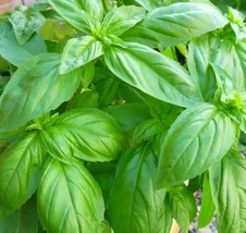 PS Sweet Basil Seeds Heirloom Basil Herb Garden resistant Tomato Compani... - $166.68 MXN