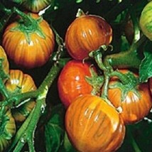 Sale 25 Seeds Turkish Orange Eggplant Scarlet Solanum Aethiopicum Fruit Vegetabl - £7.90 GBP