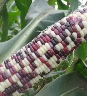 5 Sheng Li Waxy Corn Vegetable Seeds for Garden - $12.00