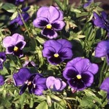 Pansy (Viola Wittrockiana Swiss Giant Ullswater) 50 Seeds Fresh Garden - $6.58