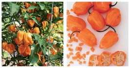60 Seeds Orange Habanero Pepper Seeds Fresh Seeds - £15.13 GBP
