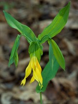 12 large flowered merrybell root systems,Uvularia grandiflora - £5.99 GBP