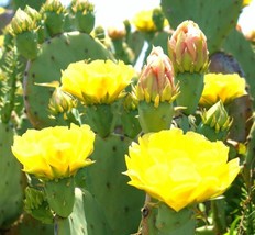 BStore 20 Seeds Store Opuntia Stricta 0J0 Erect Prickly Pear Nopal Edible Cactus - £11.77 GBP