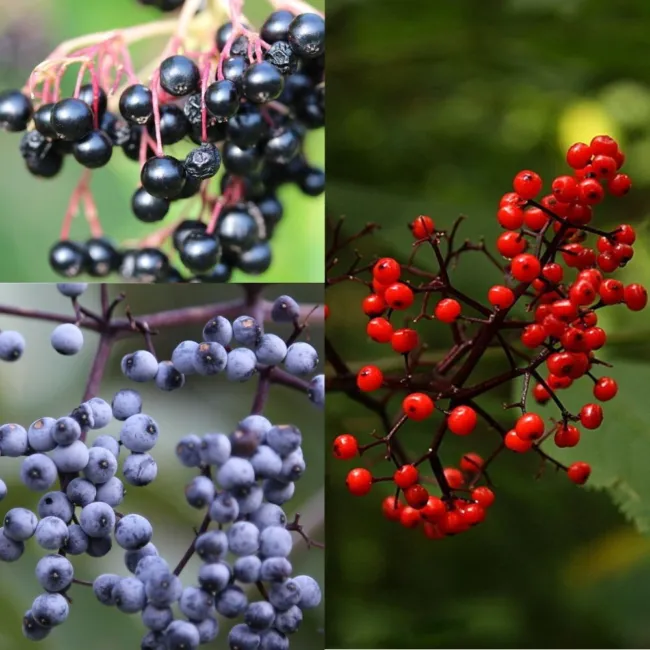 Elderberry Seed Collection (50 American Black • 50 Red • 50 Blue) Medicinal Fres - £29.72 GBP