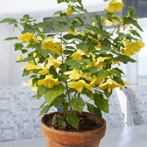 USA SELLER 15 Seeds Abutilon Little Sunshine Flowers Easy To Grow Garden Tree Fa - £11.77 GBP