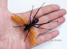 Giant Arizona Pepsis Tarantula Hawk Stinger Real Wasp Framed Entomology ... - £141.63 GBP