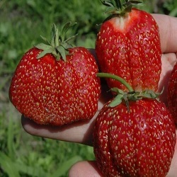 Primary image for DELICIOUS GIANT ORGANIC STRAWBERRY SEEDS.PERENNIAL.NON GMO