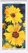 Wills Cigarette Card Garden Flowers #7 Calliopsis Golden Crown - $0.98