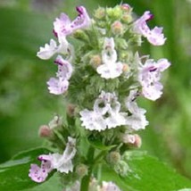 200 Lemon Lemony Catnip Nepeta Cataria Citrodoria Herb Flower Seeds Fresh Seeds - £11.50 GBP