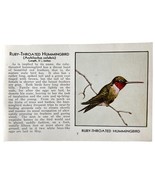 Ruby Throated Hummingbird Bird Print 1931 Blue Book Birds Of America Art... - $34.03 CAD