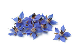Borage Flower Seeds 75+ (Borago Officinalis) | A Medicinal Herb &amp; Edible... - $7.86