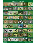 UK Wild Birds Poster A2 59x42cm Garden Bird Seed Feeder Watching Guide B... - $193.06 MXN