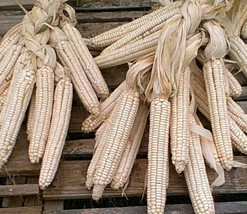 LKS White Corn Hickory King 50 Seeds Organic Heirloom Seed Garden Home G... - $9.49 CAD